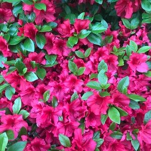 Meet your Posher, Priya